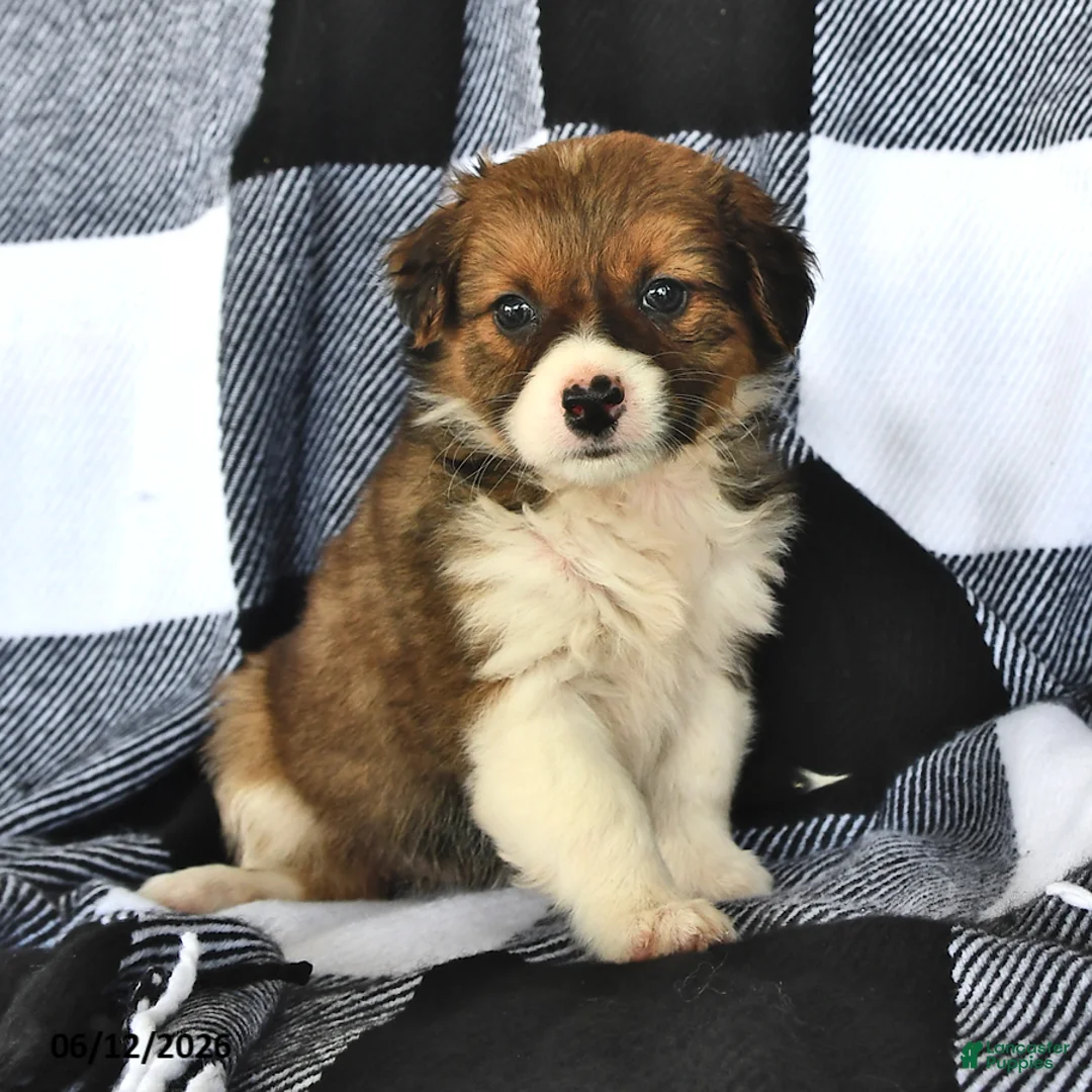 Mixed Breed dogs for sale: Willow - Ad 1
