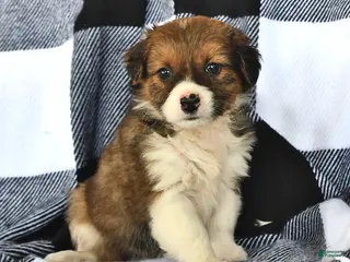 Mixed Breed dogs for sale: Willow - Ad 4