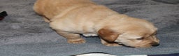 Golden Retriever dogs for sale: Forrest - Ad 5