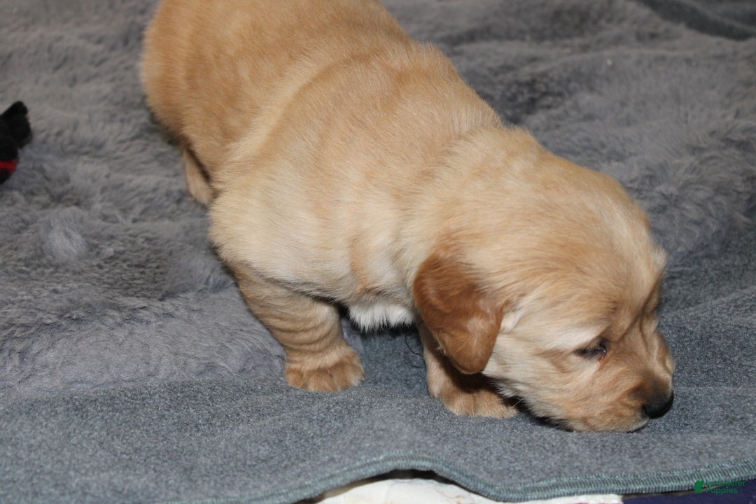 Golden Retriever dogs for sale: Forrest - Ad 5