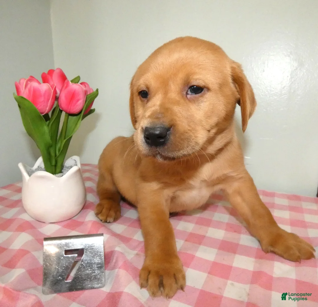 Labrador Retriever dogs for sale: Labrador Retriever Puppy 7 Max - Ad 2