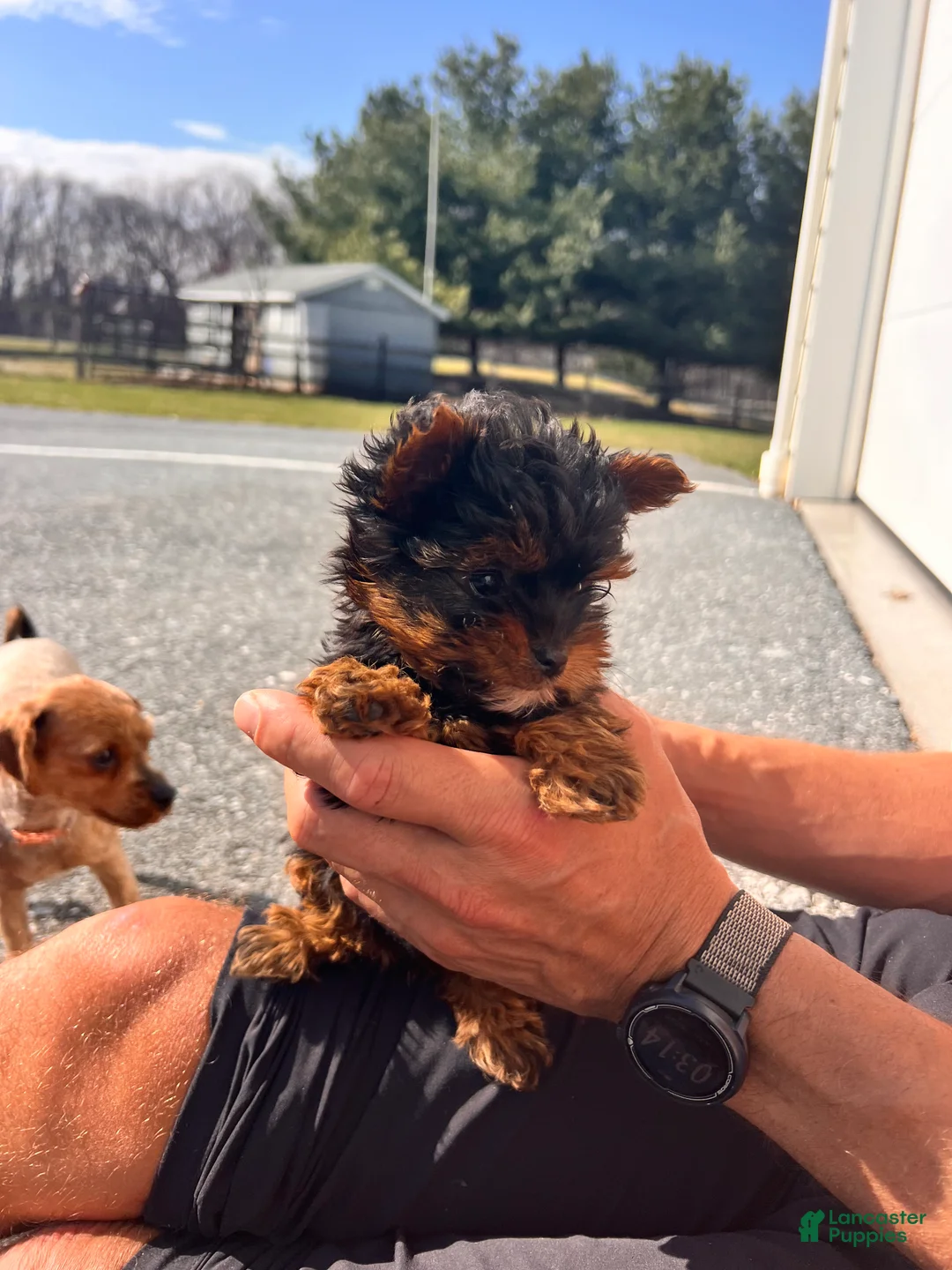 Morkie dogs for sale: Paris - Ad 2