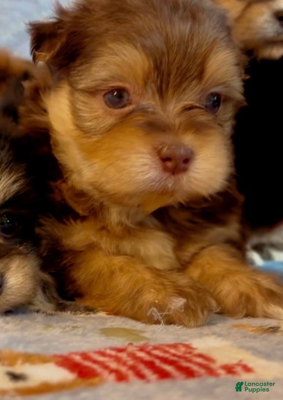 Shorkie dogs Shorkie 2 - Ad 2