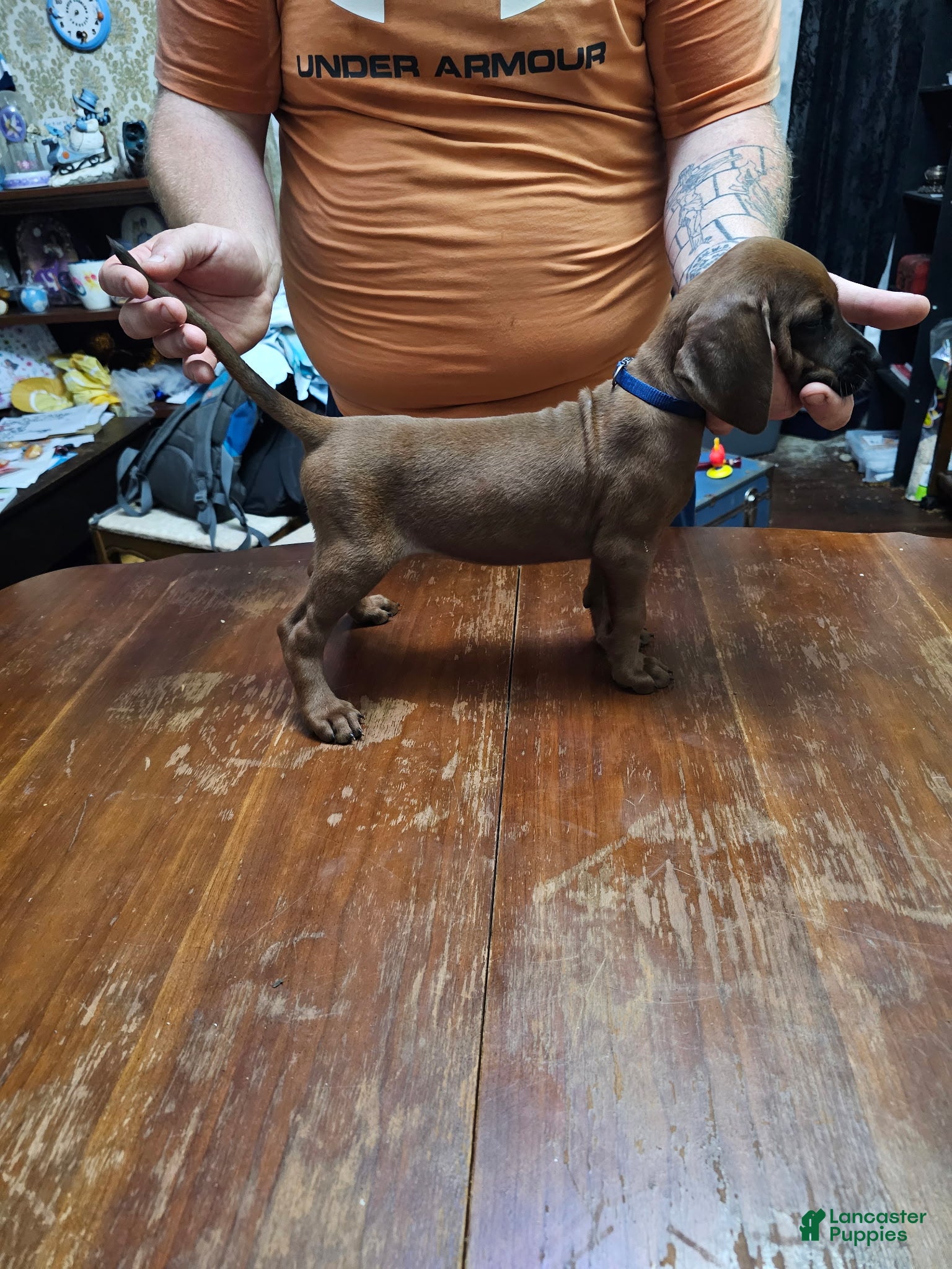 Redbone Coonhound dogs Redbone Coonhound 8(blue) - Ad 6