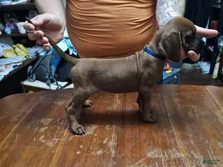 Redbone Coonhound dogs Redbone Coonhound 8(blue) - Ad 11