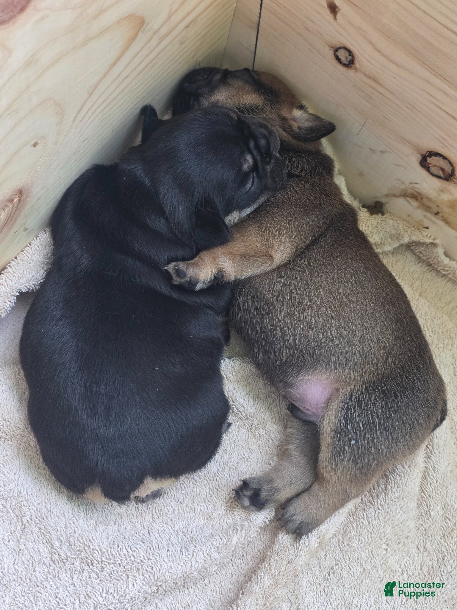 French Bulldog dogs Padme Amidala  - Ad 2