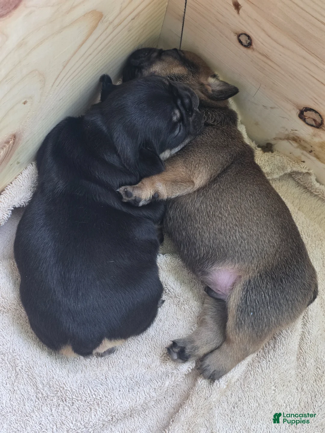 French Bulldog dogs for sale: Padme Amidala  - Ad 2