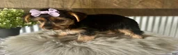 Yorkshire Terrier dogs for sale: Gabby - Ad 6