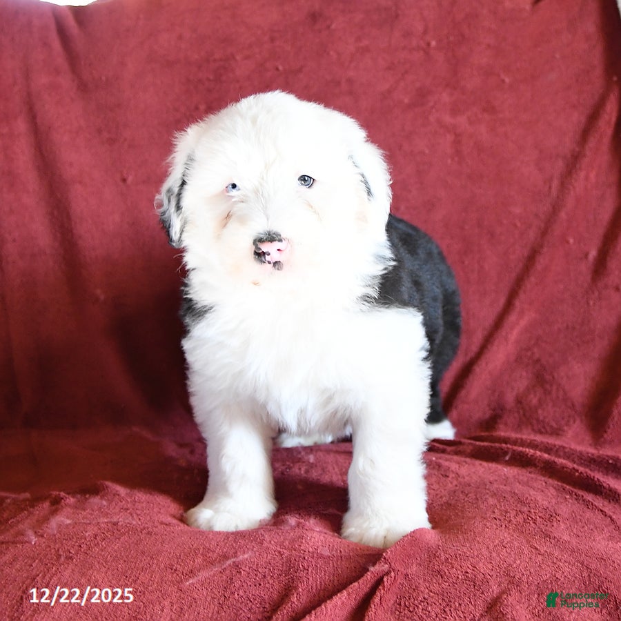 Old English Sheepdog dogs Maxwell - Ad 15