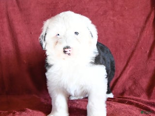 Old English Sheepdog dogs Maxwell - Ad 15