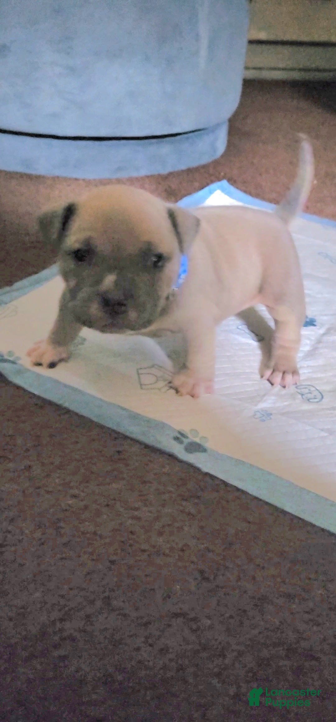 American Bully dogs Montana - Ad 1