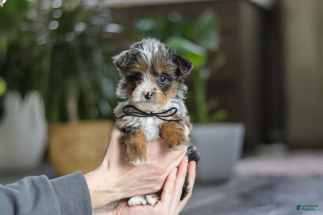 Yorkiepoo dogs for sale: Sauvage - Ad 8