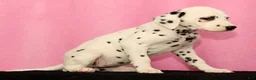 Dalmatian dogs for sale: Janice - Ad 5