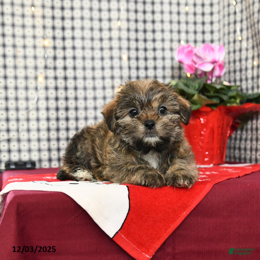 Mixed Breed dogs for sale: Kitkat - Ad 3