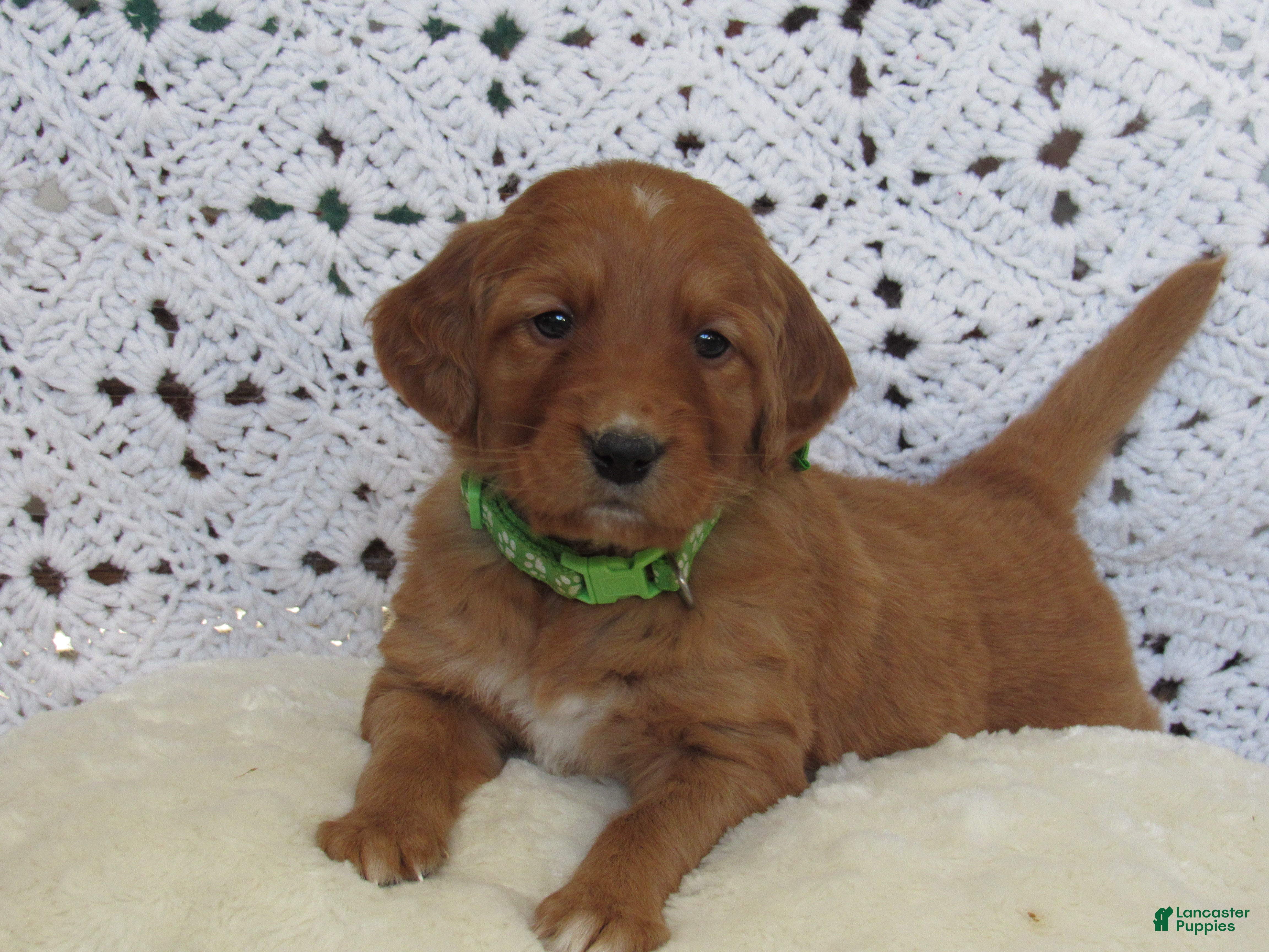 Golden Retriever dogs HENRY  - Ad 17