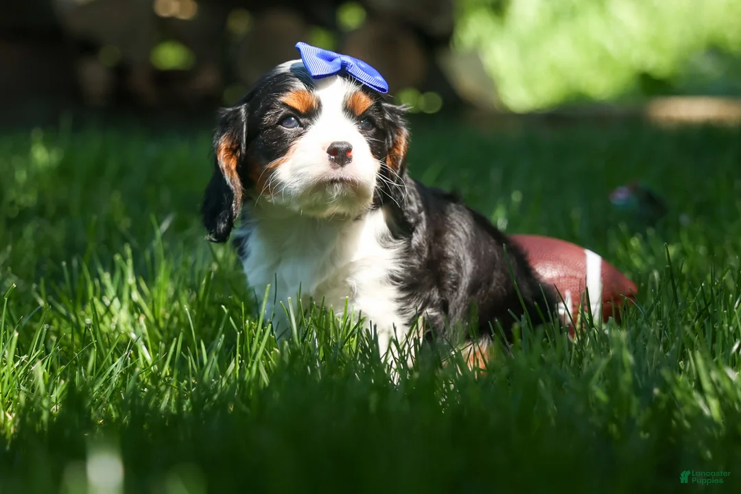 Cavalier King Charles Spaniel dogs for sale: Dotsn 🐾 - Ad 2