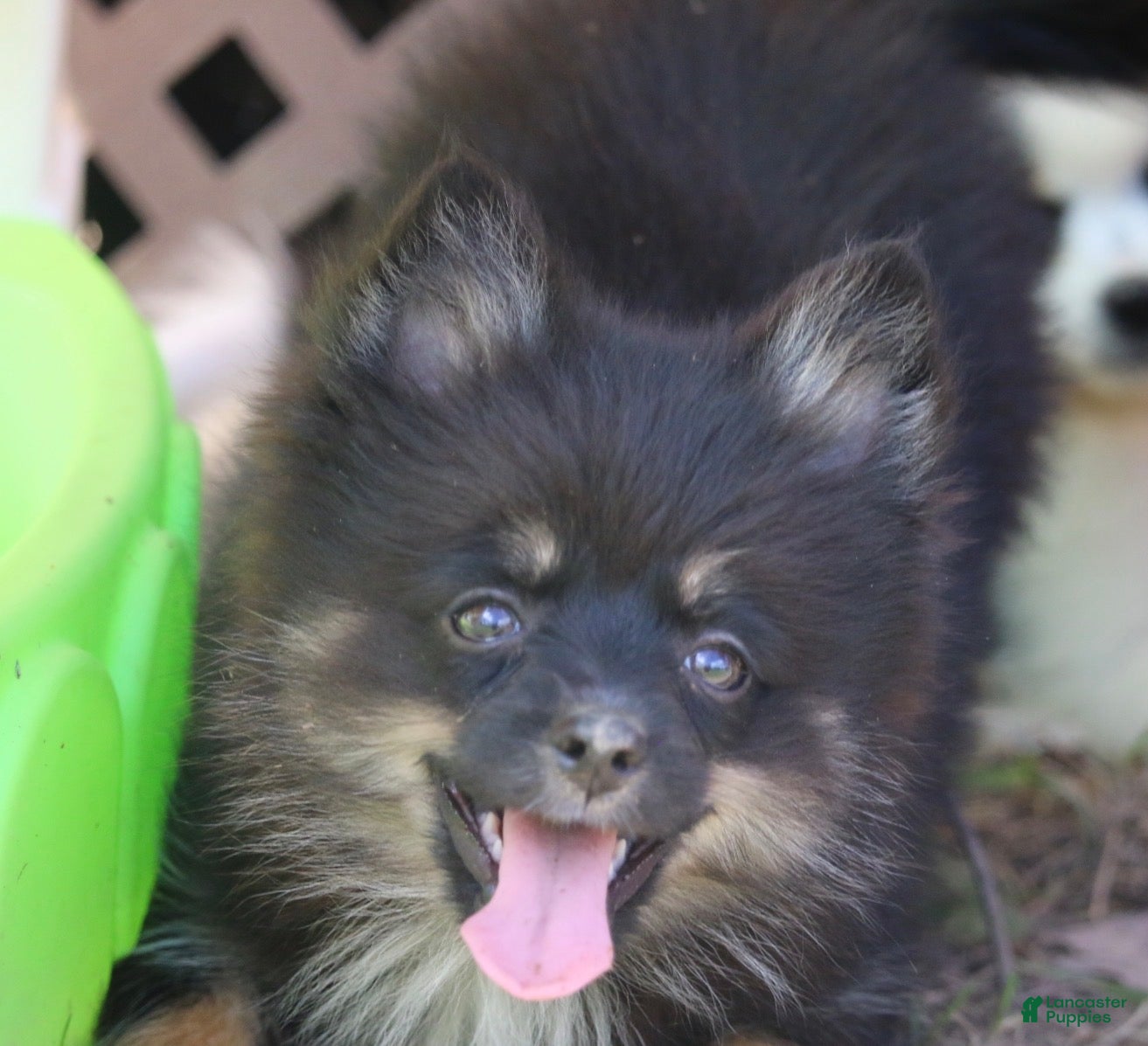 Pomsky dogs Harper - Ad 7