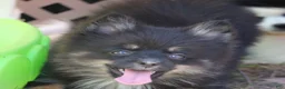 Pomsky dogs for sale: Harper - Ad 1