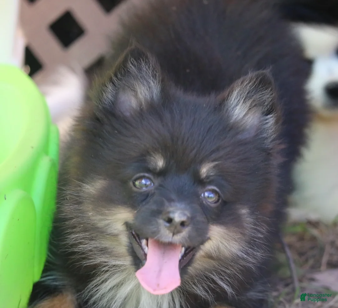 Pomsky dogs for sale: Harper - Ad 1