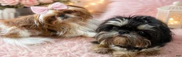 Shih Tzu dogs for sale: Minnie’s girl - Ad 2