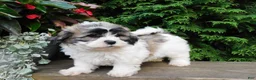 Teddy Bear dogs for sale: Iris - Ad 4