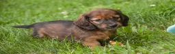 Miniature Dachshund dogs for sale: Annie Miniature Dachshund  - Ad 6
