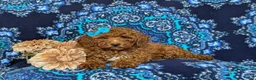 Mini Goldendoodle dogs for sale: Abriana Hypoallergenic - Ad 5