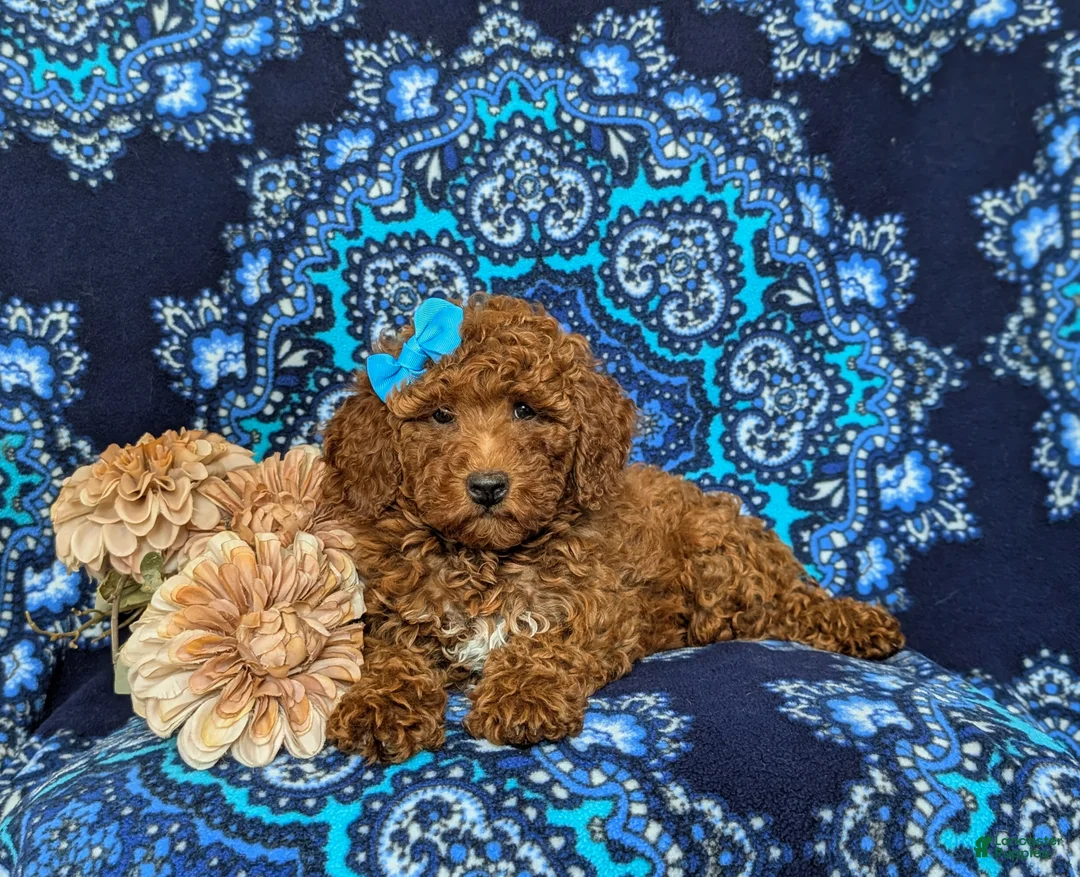 Mini Goldendoodle dogs for sale: Abriana Hypoallergenic - Ad 5