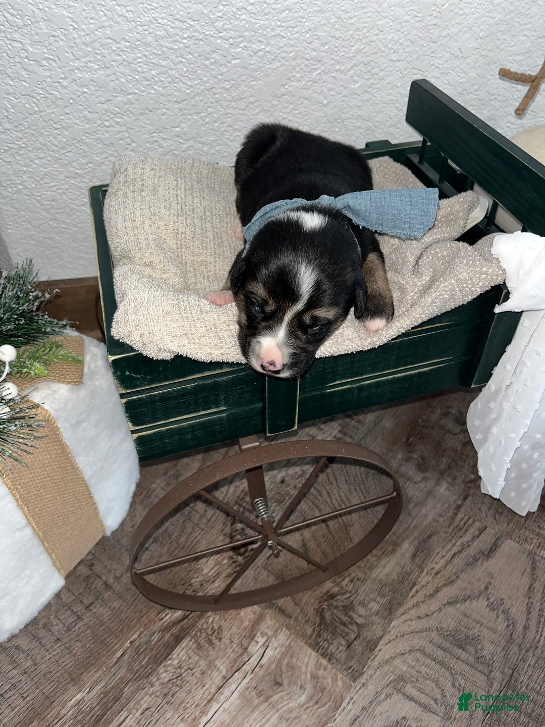 Mixed Breed dogs for sale: Oscar🩵 - Ad 1