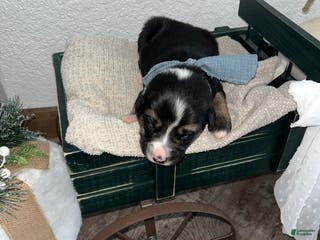 Mixed Breed dogs Oscar🩵 - Ad 22