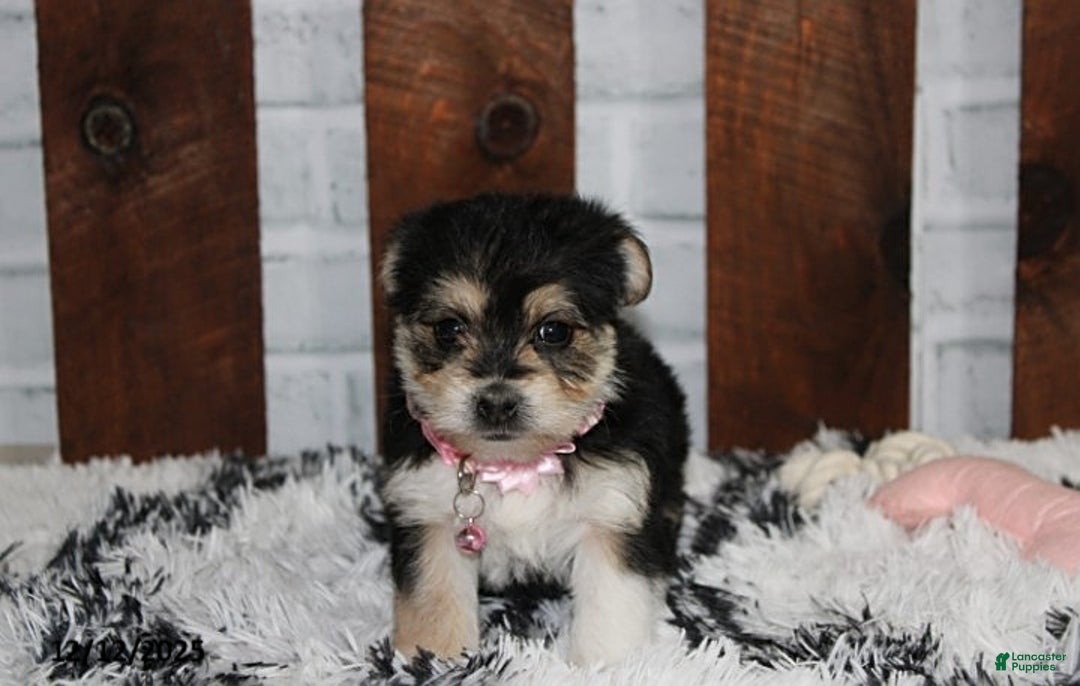 Yochon dogs for sale: Dolly - Ad 1