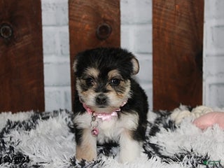 Yochon dogs Dolly - Ad 14