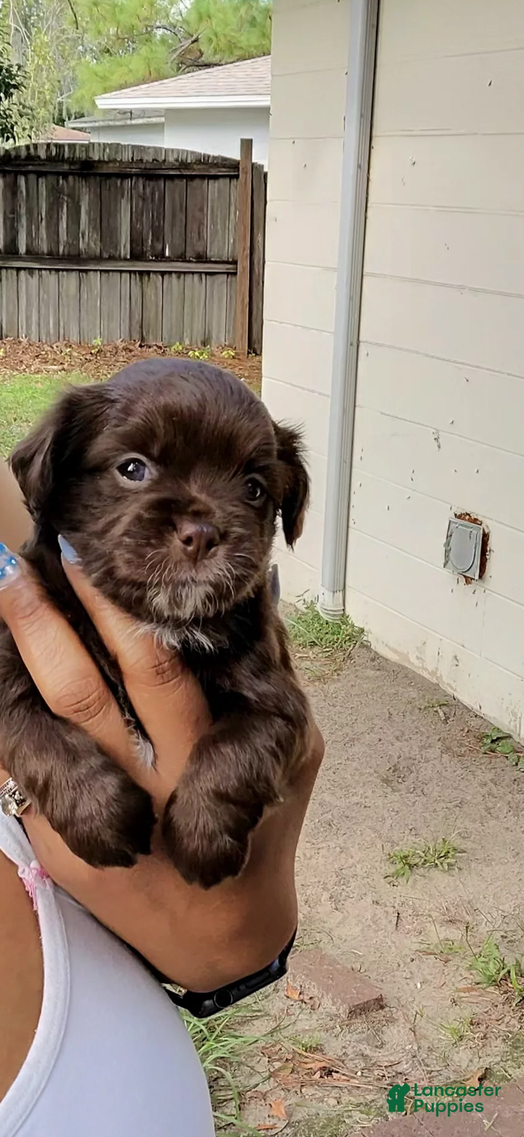 Chihuahua dogs for sale: Male Chocolate Chihuahua 2 - Ad 2