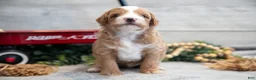 Mini Goldendoodle dogs for sale: Connor - Ad 3