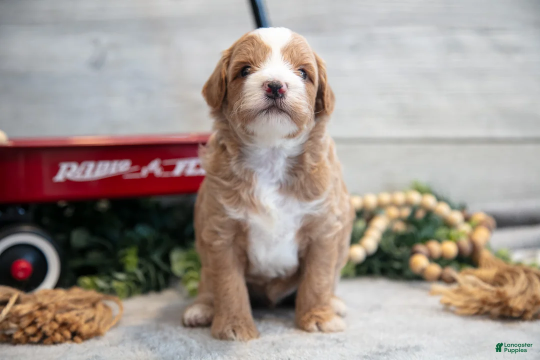 Mini Goldendoodle dogs for sale: Connor - Ad 3
