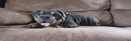 English Bulldog dogs for sale: Spike - Ad 3