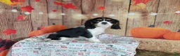 Cavalier King Charles Spaniel dogs for sale: Zoro - Ad 5