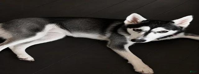 Mishka