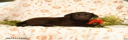 Labrador Retriever dogs for sale: Mindy - Ad 4