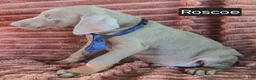 Doberman Pinscher dogs for sale: Roscoe - Ad 3