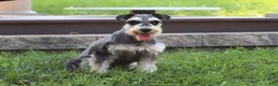 Miniature Schnauzer dogs for sale: Benji - Ad 7