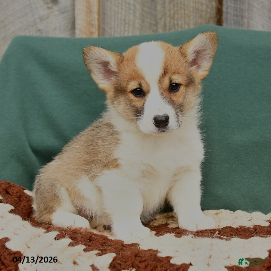 Welsh Corgi Pembroke dogs Hooch - Ad 2