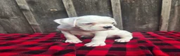 Boxer dogs for sale: Brock - Ad 6
