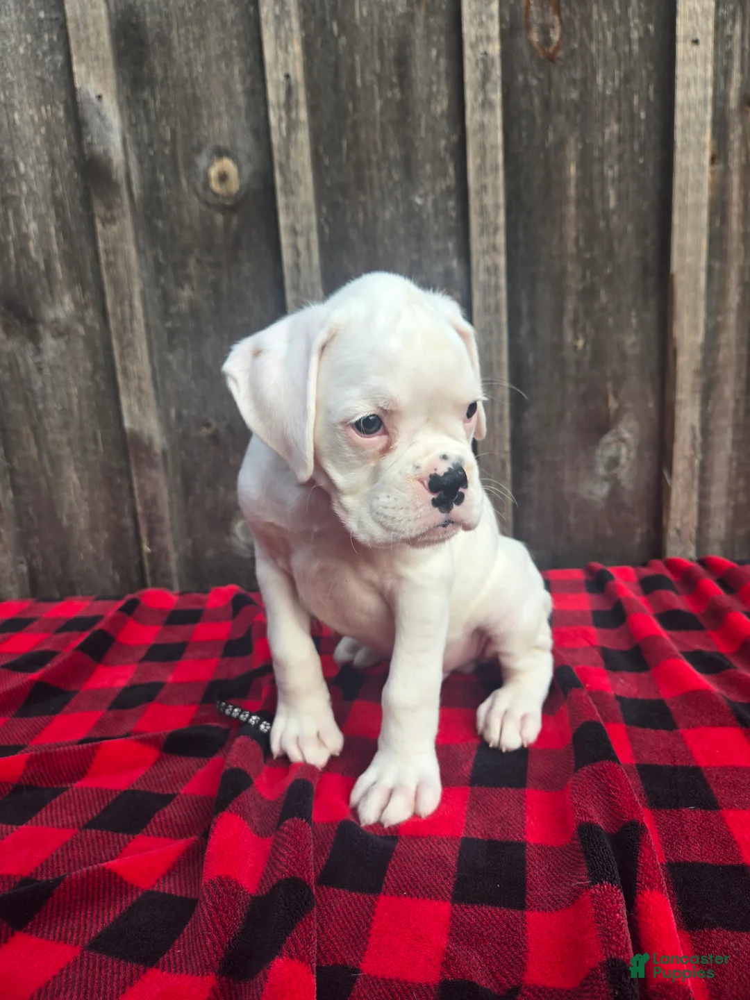 Boxer dogs for sale: Brock - Ad 6