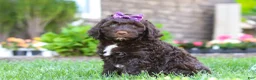 Portuguese Water Dog dogs for sale: Hailey - Ad 4