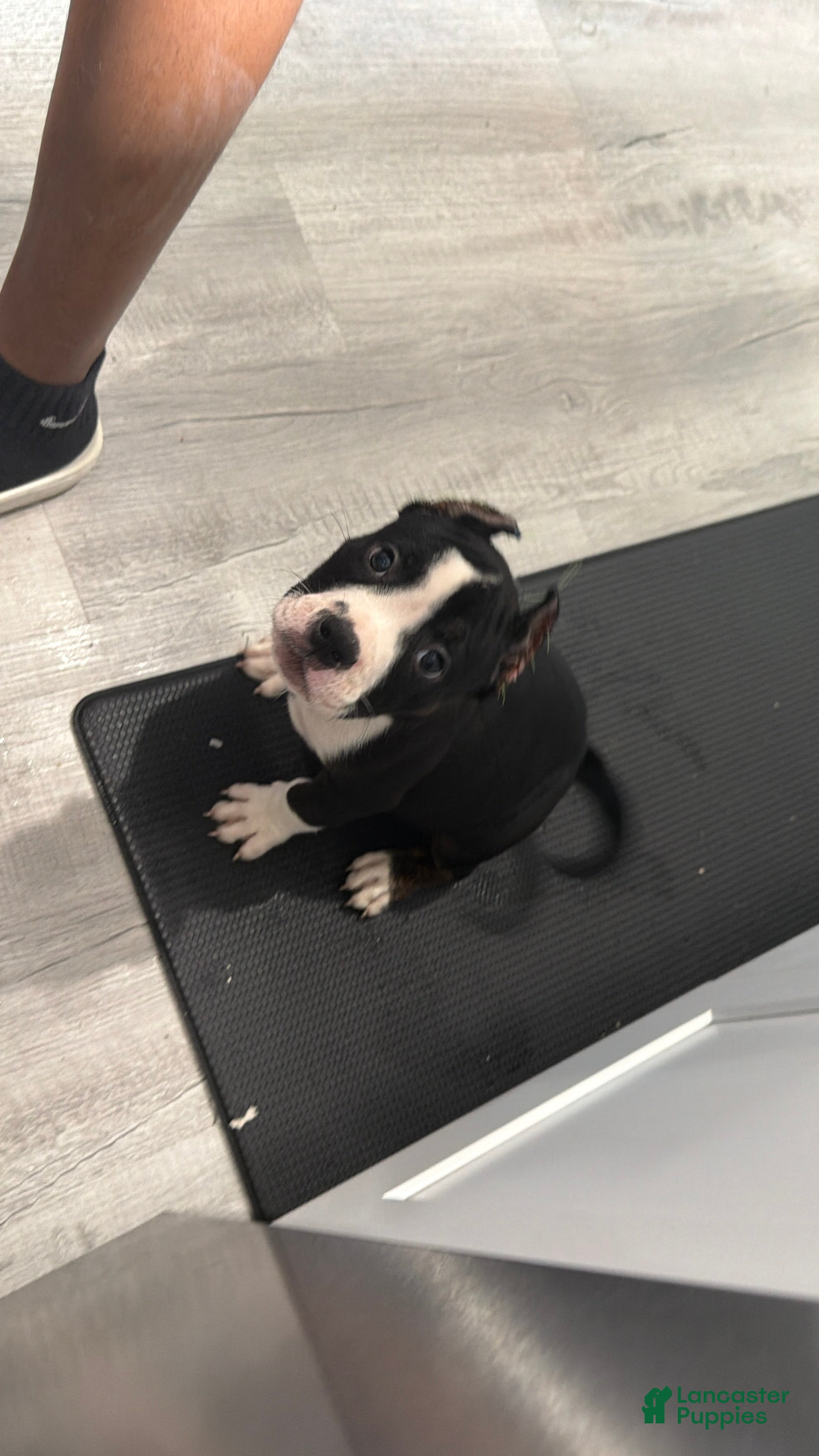American Bully dogs American Bully 3 - Ad 1