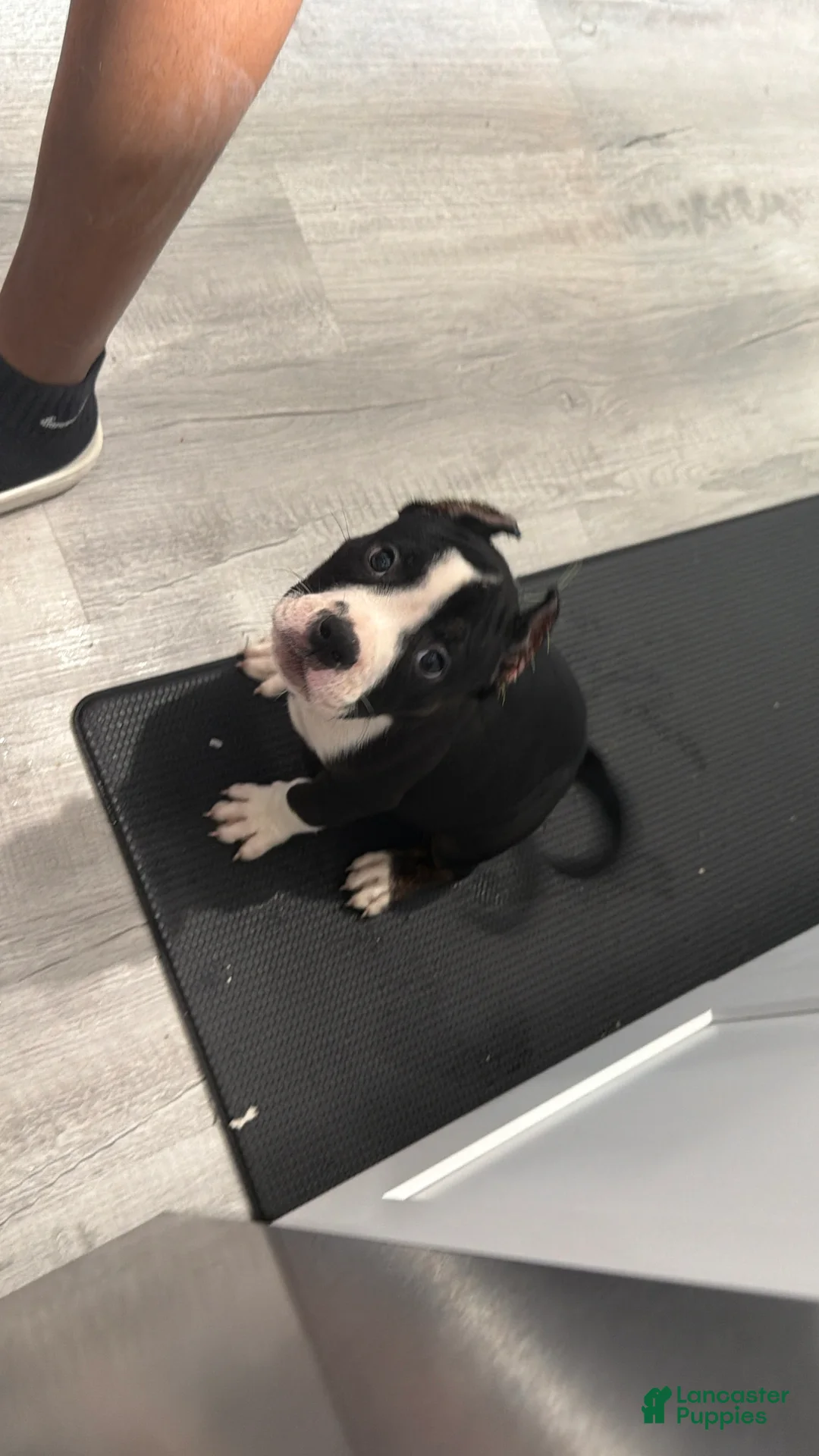 American Bully dogs for sale: American Bully 3 - Ad 1