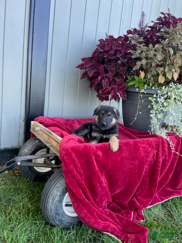 German Shepherd dogs Kyler - Ad 1