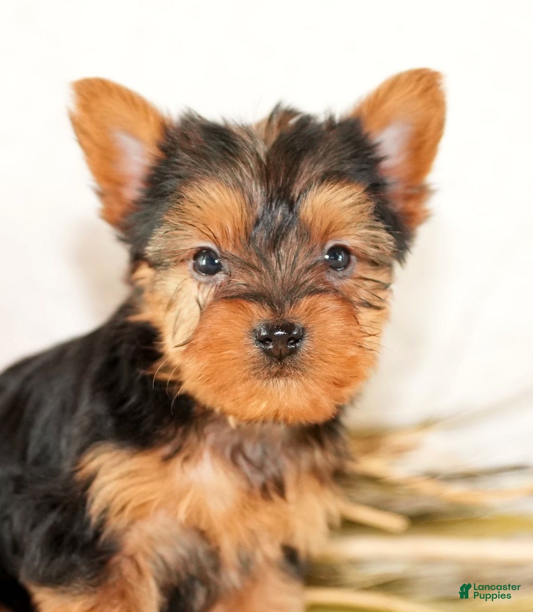 Morkie dogs for sale: Preston - Ad 9