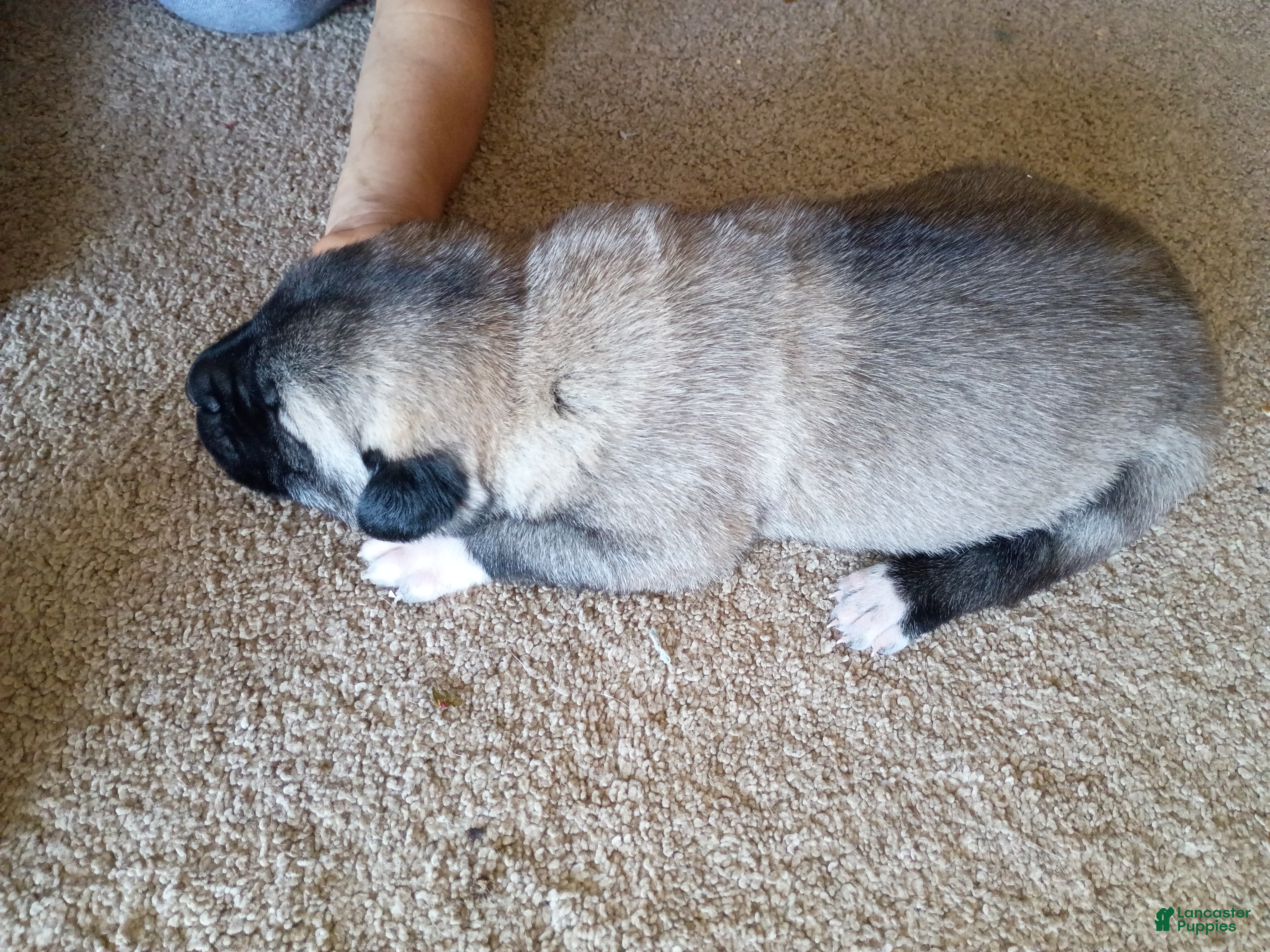 Anatolian Shepherd dogs for sale: Anatolian Shepherd 3 - Ad 1